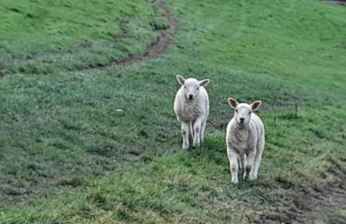 Rhedyn - Cosy Fishing Lodge Near Aberaeron - Photo 5