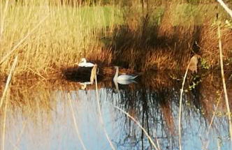Auszeithof Otersen - Ferienwohnung 1 - Foto 17