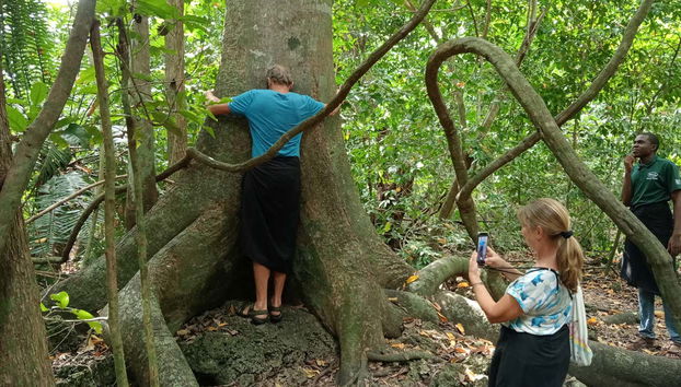 Descubriréis el bosque sagrado mejor conservado de Diani