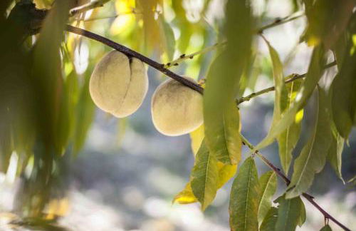 Azienda Agrituristica Alcastlè - Foto 63