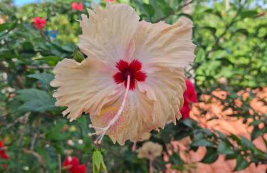 Jardim UIXA - Foto 44