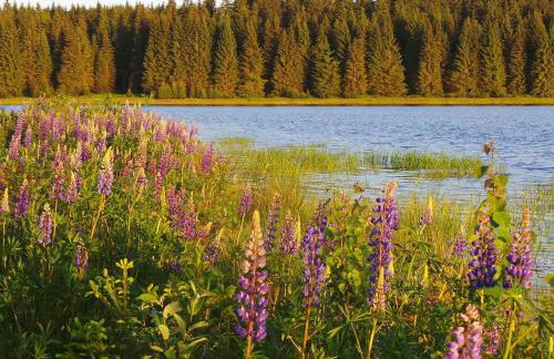 Apartment Fewo Kranichsee WGH by Interhome - Foto 8