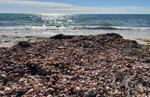 A Cozy Cape house steps to Restaurants & Beaches ~1.4 miles down scenic roads - Foto 45