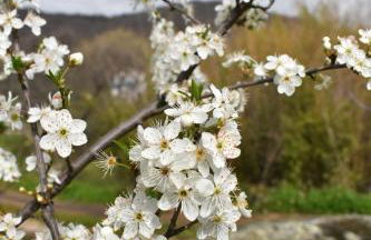 CR familiar PrimaVera Jarandilla de la Vera - Foto 39