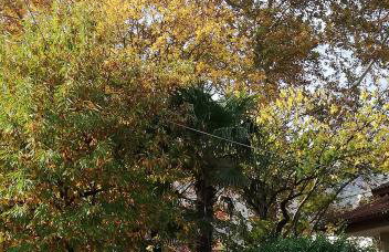 "The plane trees" - Foto 50