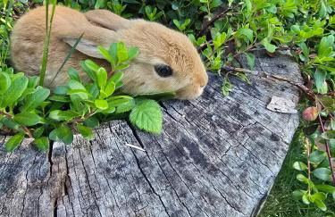 Secluded Off-Grid Retreat> Cabins+Hiking+Waterfall - Foto 38