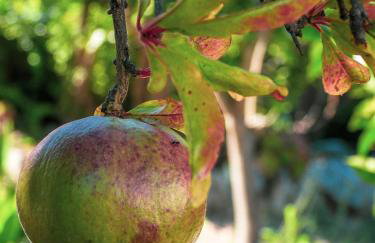 Thanos Village - Foto 37