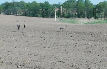 DOMKI w Zaciszu - Foto 57