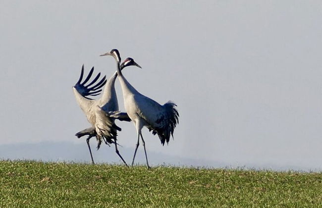 Holiday Home Reed Path - Photo 15