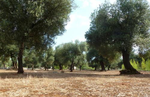 Tenuta Serre - Foto 43