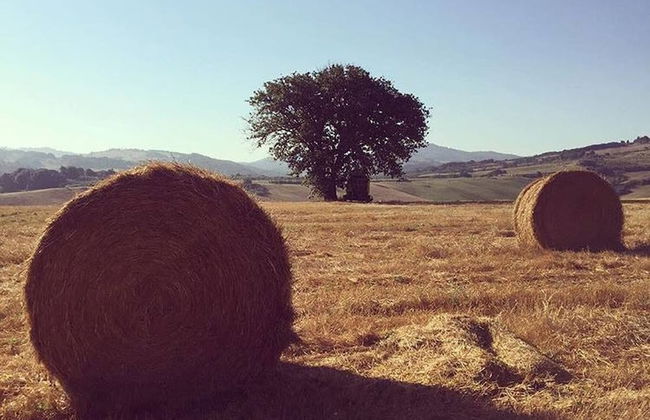 Casa Girasole Agriturismo Le Selvole Tuscany - Foto 30