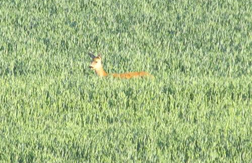 zum Wiesengrund im Oderbruch - Foto 17