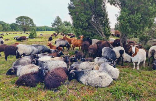 Heide Ferien - Hof Bockelmann - Foto 34