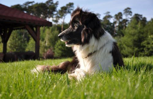 Modrzewiowe Wzgorze - Foto 24