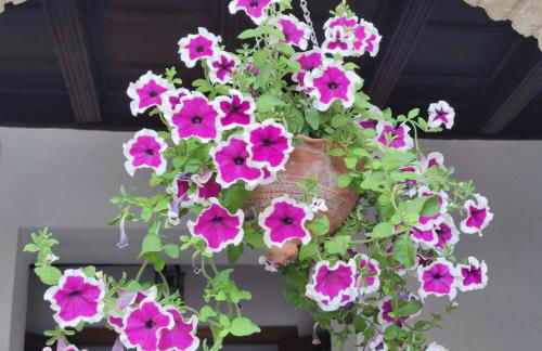 El patio de Regina - Foto 44