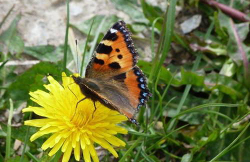 Alpenchalet Zum Jeremia - Foto 22