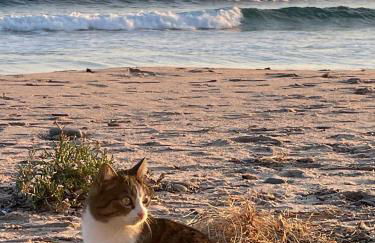 Villa By The Beach - Foto 42