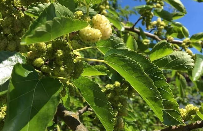Tenuta di Cascina Diavolo dei Boschi - Foto 29