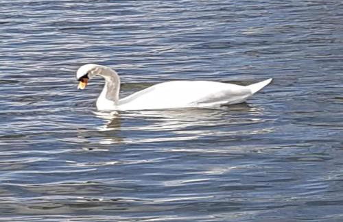 Havel Houseboat Serenity - Foto 26