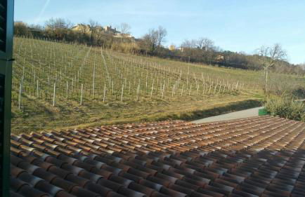 Le Vigne di Clementina Fabi - Foto 43