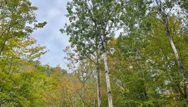 Rustic Cabin in Maine Woods-The Beech - Foto 3