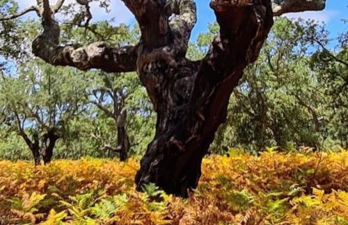 Alto das Vinhas Lovers - Sesimbra - Foto 27