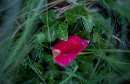 Agriturismo Il Cavicchio - Foto 101