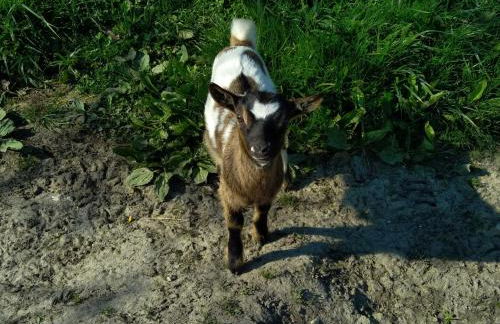 eco nature, gite à la ferme - Foto 18