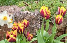 apartmani Nina Šišan - Foto 24