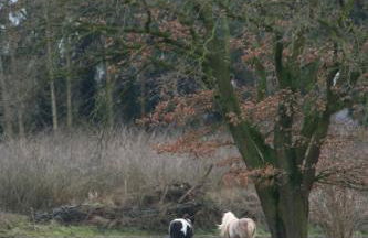 Holunder Hüsken - Foto 39