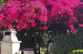 Casa Vacanze " IS MERIS " - Foto 37