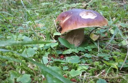 Casa Erica - Carano - Foto 17