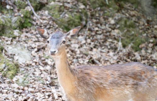 Der Eifel Perle Manderscheid - Foto 40