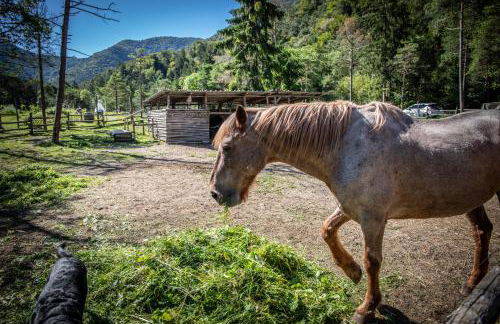 Bosc del Meneghì - Foto 22