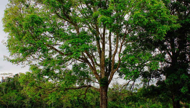 Vegetazione di Chazuta
