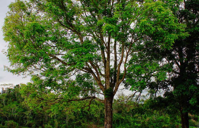 Excursión a Chazuta - Foto 5