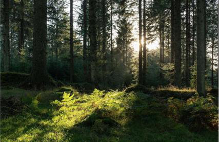 Swan Landing - Photo 27