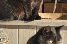 Akacjowe Wzgórze - Foto 18