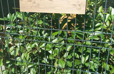 Vigne et cigale - Foto 24