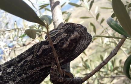 Villa yasleni - Foto 50