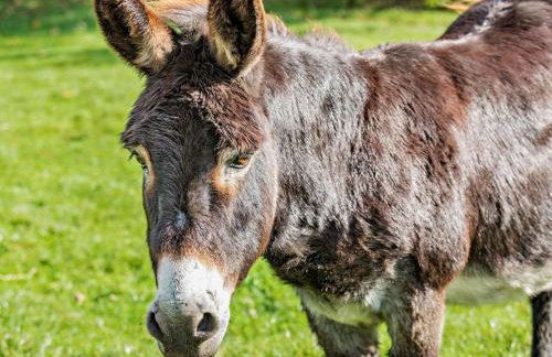 1 Bed in Yeovil oc-poloc - Foto 10