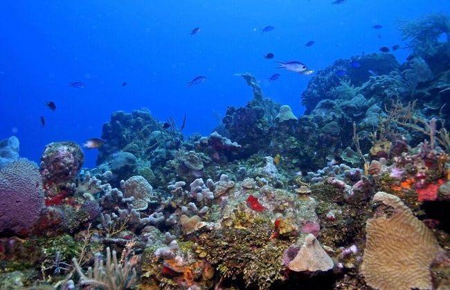 Coral Vista #3 - Foto 17