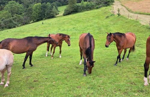 Holiday apartment with 1 bedroom - Photo 4