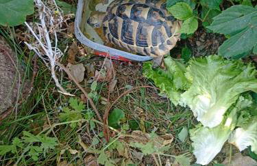 App Bonić - Foto 16