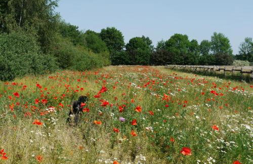Historisches Haus Uhlenhorst - Foto 25