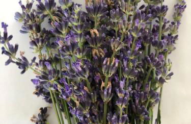 Agriturismo Villa Gaia - Foto 66