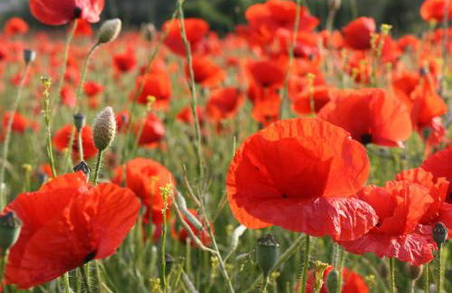 Ferienwohnung in Reddelich for 4 Personen - Foto 19