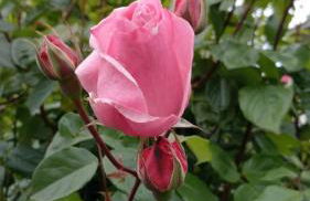 suite in cascina affittacamere - Photo 28