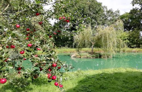 Sapphire forest garden shepherd’s hut - Foto 36
