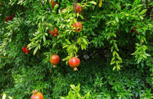 Village Homes: Elegant Serene Retreat - Foto 9